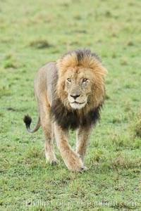 Lion, adult male, Maasai Mara National Reserve, Kenya, Panthera leo