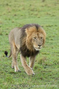 Lion, adult male, Maasai Mara National Reserve, Kenya, Panthera leo