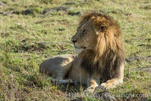 Lion, adult male, Maasai Mara National Reserve, Kenya, Panthera leo