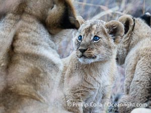 Lion cub eight weeks old, Mara North Conservancy, Kenya, Panthera leo