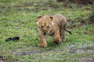 Lion cub, two weeks old, Maasai Mara National Reserve, Kenya, Panthera leo