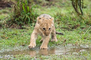 Lion cub, two weeks old, Maasai Mara National Reserve, Kenya, Panthera leo