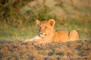 Lion cub, Olare Orok Conservancy, Kenya, Panthera leo