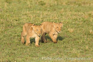 Lion cubs, Maasai Mara National Reserve, Kenya, Panthera leo