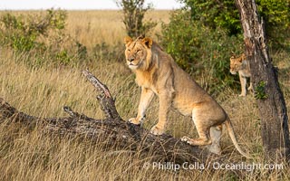 Lion on a Downed Tree Looking Around, Greater Masai Mara, Kenya, Panthera leo, Mara North Conservancy