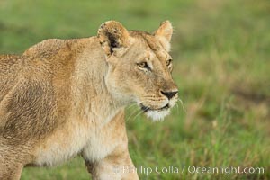 Lion female, Maasai Mara National Reserve, Kenya, Panthera leo