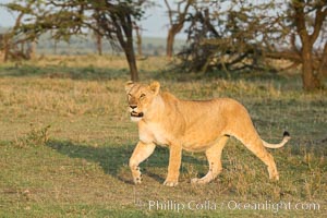 Lion, Olare Orok Conservancy, Kenya, Panthera leo