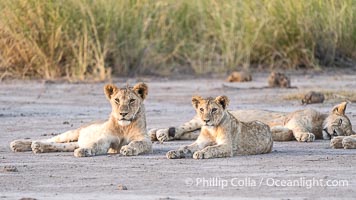 Lion Pride relaxing at sunset, not yet stirring from their heat-of-the-day nap, Amboseli National Park, Panthera leo