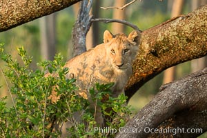 Lion in a tree, Maasai Mara National Reserve, Kenya, Panthera leo