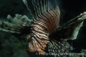 Lionfish, Pterois miles, Egyptian Red Sea