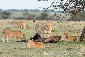 Lionness and cubs with kill, Olare Orok Conservancy, Kenya, Panthera leo