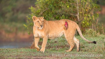 Lionness with injury from water buffalo, Maasai Mara National Reserve, Kenya, Panthera leo