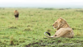 Lions, Maasai Mara National Reserve, Kenya, Panthera leo