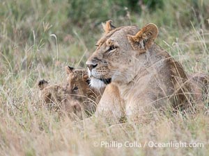 Lions, Mara North Conservancy, Kenya, Panthera leo