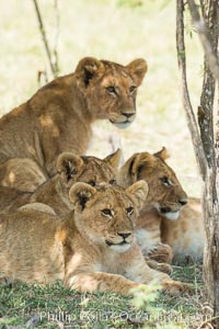 Lions resting in shade during midday heat, Olare Orok Conservancy, Kenya, Panthera leo