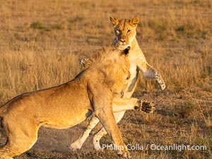 Lions Socializing and Playing at Sunrise, Mara North Conservancy, Kenya. These lions are part of the same pride and are playing, not fighting, Panthera leo