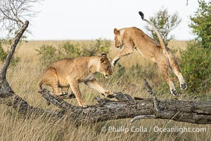 Lions Socializing and Playing at Sunrise, Mara North Conservancy, Kenya. These lions are part of the same pride and are playing, not fighting, Panthera leo