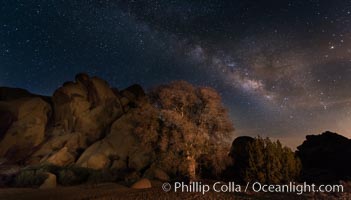 Live Oak and Milky Way, rocks and stars, Joshua Tree National Park at night