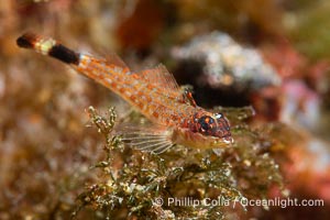 Lizard Triplefin Blenny, Crocodilichthys gracilis, Sea of Cortez, Crocodilichthys gracilis, Isla Angel de la Guarda, Baja California, Mexico