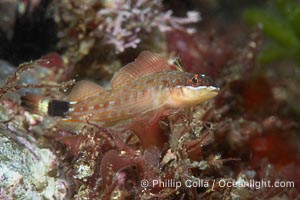 Lizard Triplefin Blenny, Crocodilichthys gracilis, Sea of Cortez, Crocodilichthys gracilis, Islas San Lorenzo, Baja California, Mexico