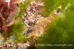 Lizard Triplefin Blenny, Crocodilichthys gracilis, Sea of Cortez, Crocodilichthys gracilis, Islas San Lorenzo, Baja California, Mexico