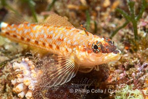 Lizard Triplefin Blenny, Crocodilichthys gracilis, Sea of Cortez, Crocodilichthys gracilis, Islas San Lorenzo, Baja California, Mexico