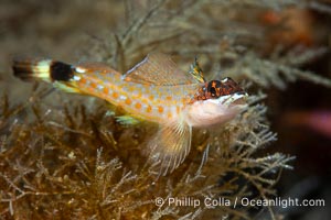 Lizard Triplefin Blenny, Crocodilichthys gracilis, Sea of Cortez, Crocodilichthys gracilis, Islas San Lorenzo, Baja California, Mexico