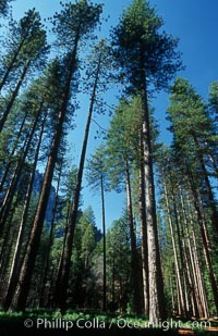 Pine trees, Yosemite Valley, Pinus contortus, Yosemite National Park, California