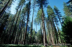 Lodgepole pine trees, Yosemite Valley, Pinus contortus, Yosemite National Park, California
