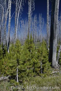 Yellowstones historic 1988 fires destroyed vast expanses of forest. Here scorched, dead stands of lodgepole pine stand testament to these fires, and to the renewal of these forests. Seedling and small lodgepole pines can be seen emerging between the dead trees, growing quickly on the nutrients left behind the fires. Southern Yellowstone National Park, Pinus contortus