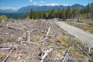 Logging companies have clear cut this forest near Lake Quinalt, leaving wreckage in their wake, Olympic National Park, Washington