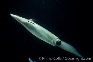 Squid, mating and laying eggs, Loligo opalescens, La Jolla, California