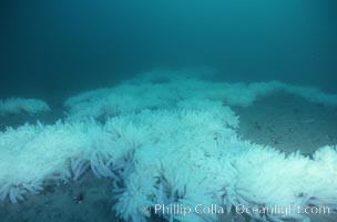 Squid egg clusters on sand, Loligo opalescens, La Jolla, California