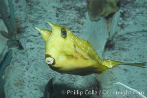 Longhorn cowfish, Lactoria cornuta