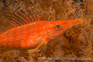 Longnose hawkfish on black coral, underwater, Sea of Cortez, Baja California, Antipatharia, Oxycirrhites typus