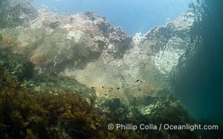 Looking up from Underwater at Sheer Sea Cliffs of San Pedro Martir Island, Sea of Cortez, Isla San Pedro Martir, Sonora, Mexico