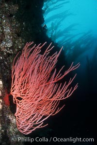 Red gorgonian, Leptogorgia chilensis, Lophogorgia chilensis, San Clemente Island