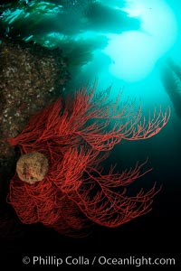 Bryozoan grows on a red gorgonian on rocky reef, below kelp forest, underwater. The red gorgonian is a filter-feeding temperate colonial species that lives on the rocky bottom at depths between 50 to 200 feet deep. Gorgonians are oriented at right angles to prevailing water currents to capture plankton drifting by, Lophogorgia chilensis, San Clemente Island