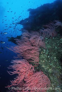 Red gorgonians, Leptogorgia chilensis, Lophogorgia chilensis, San Clemente Island