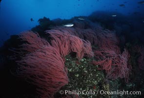 Red gorgonians, Leptogorgia chilensis, Lophogorgia chilensis, San Clemente Island