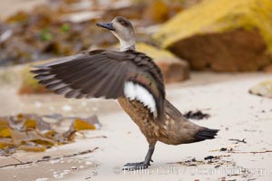 Patagonian crested duck, spreading its wings.  The crested dusk inhabits coastal regions where it forages for invertebrates and marine algae.  The male and female are similar in appearance, Lophonetta specularioides, New Island