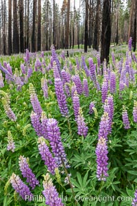 Lupine bloom in burned area after a forest fire, near Wawona, Yosemite National Park