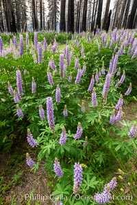 Lupine bloom in burned area after a forest fire, near Wawona, Yosemite National Park