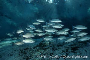 Mangrove snapper, Lutjanus griseus, Three Sisters Springs, Crystal River, Florida