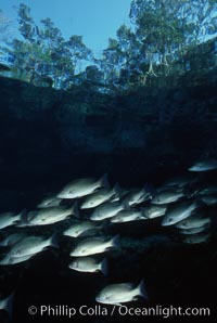 Mangrove snapper, Lutjanus griseus, Three Sisters Springs, Crystal River, Florida