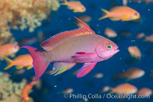 Lyretail Anthias foraging for bits of food passing by in ocean currents, Pseudanthias squamipinnis, Fiji, Pseudanthias