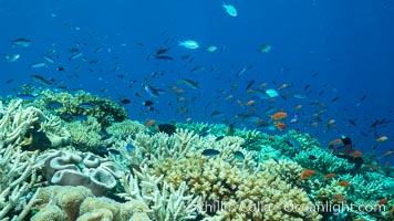 Lyretail anthias fishes schooling over coral reef, females are orange, male are purple, polarized as they swim into ocean currents, Fiji, Pseudanthias, Wakaya Island, Lomaiviti Archipelago