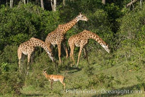 Maasai Giraffe, Maasai Mara National Reserve, Giraffa camelopardalis tippelskirchi