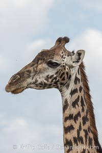 Maasai Giraffe, Olare Orok Conservancy, Giraffa camelopardalis tippelskirchi