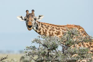 Maasai Giraffe, Olare Orok Conservancy, Giraffa camelopardalis tippelskirchi